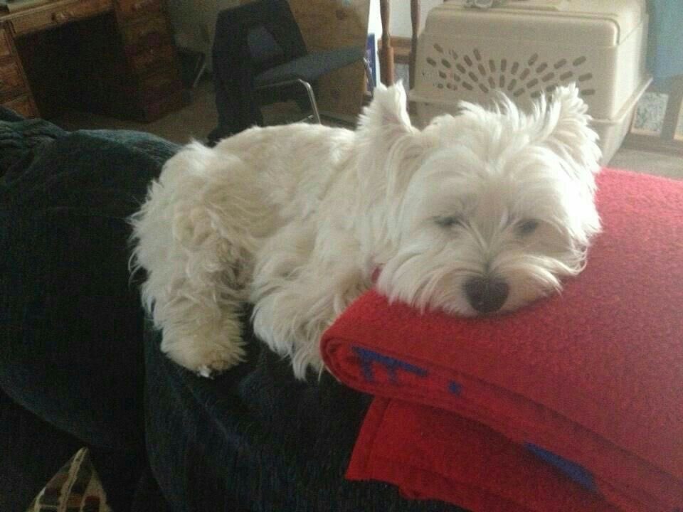 samachive's tweet image. 대학생학대기간 끝나서 좀 놀려규 했더니만 이젠 체력이 안 따라줌 
약속 없으면 걍 시체마냥 침대에서 벗어날수가없스요