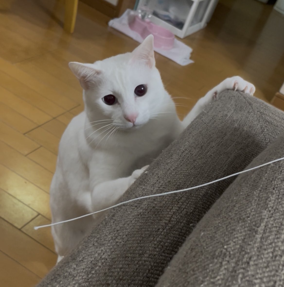 お目目クリクリうゆ君✨
お顔がとっても可愛いね〜🥰
#白猫