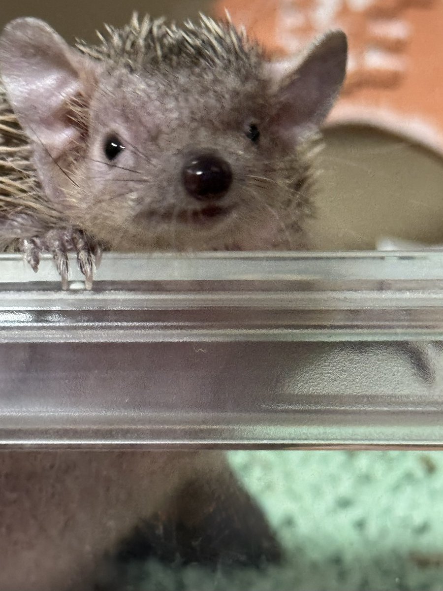 Poolnuts56's tweet image. 笑顔でお目覚めの せせりちゃんとキメ顔ミノくん☺️
可愛い姿が拝めて幸せ〜✨️
#ヒメハリテンレック #ヒメハリ