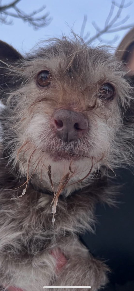 KSzalew's tweet image. Ratujących takie bidy można wesprzeć finansowo lub dać temu pieskowi dom wszystko na ich profliu FB 👇

facebook.com/share/17UTLvx5…