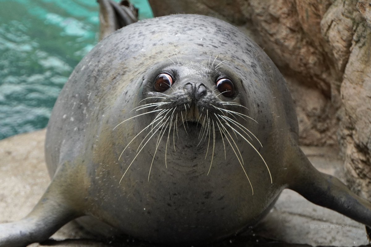 m_azarashi_love's tweet image. #全国圧が強いアザラシ選手権