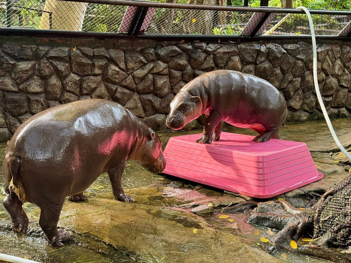 <a href="/VitalikButerin/">vitalik.eth</a> Totally agree, Vitalik!
Your take on “sovereign networks vs corporate trash” is spot on — building tools that genuinely give people sovereignty and have soul, instead of chasing profit with garbage, is the right direction.
As part of the Ethereum ecosystem, #moodeng perfectly