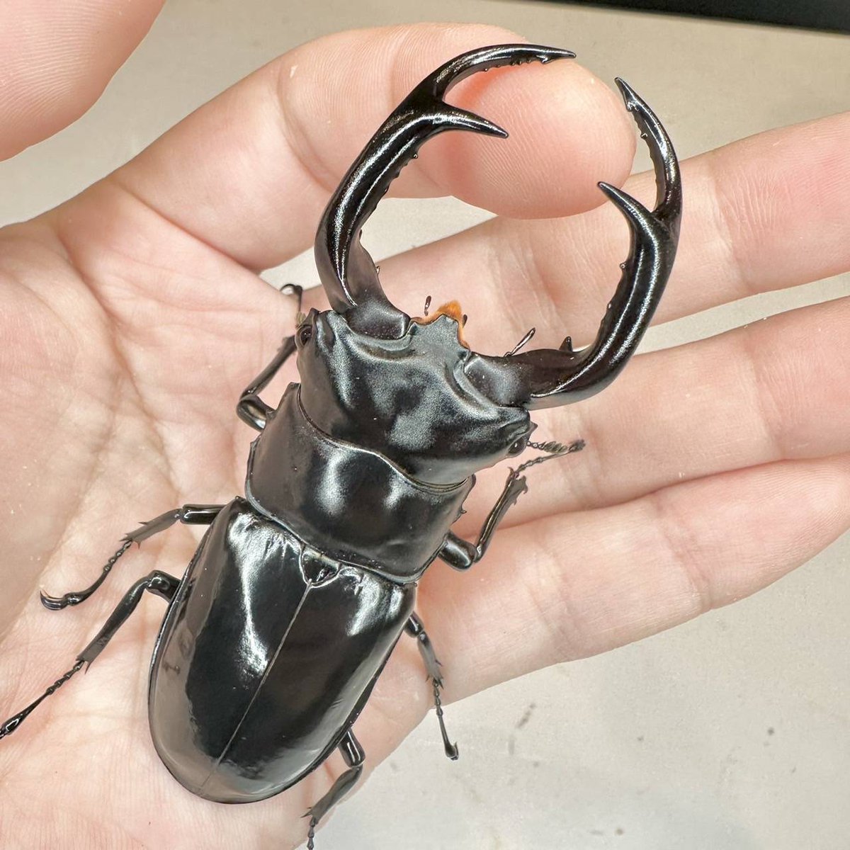 Dorcus-Academy (@dorcus_academy) / Posts / X