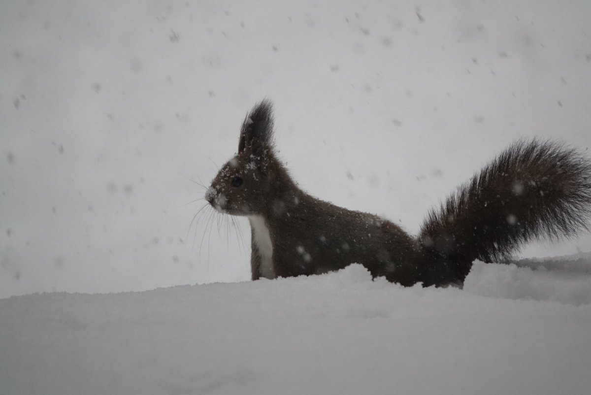 kee4kee4's tweet photo. 函館のエゾリスちゃん🐿️ 2026年元旦初めましての出会い。雪がちょっとやばすぎました☃️😂  自分へのオミヤ🎁 ROYCEバラエティ缶は一目惚れしました😍 北海道の四季が四面に描かれてステキです。秋にエゾリスちゃんを抜擢してくれてるところがサイコーだわ❣️🐿️  北海道何度でも行きたいねー😂 https://t.co/We2iP8NY4A