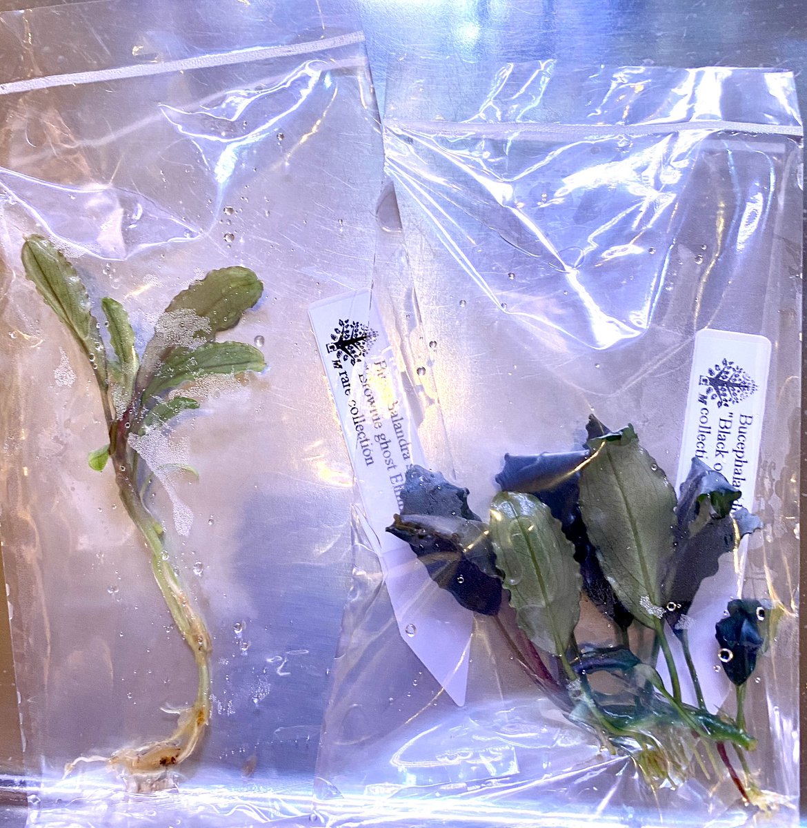 MASA ブセ活中 ホマ (@masamasa07166) / Posts / X