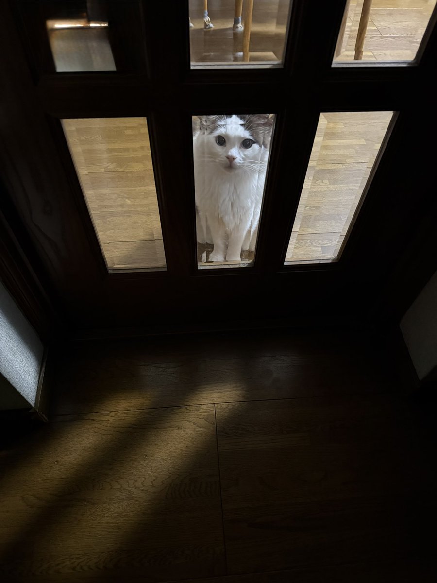 リビングの入り口で 待っててくれるレオさん (≖ᴗ≖ )ﾆﾔﾘ