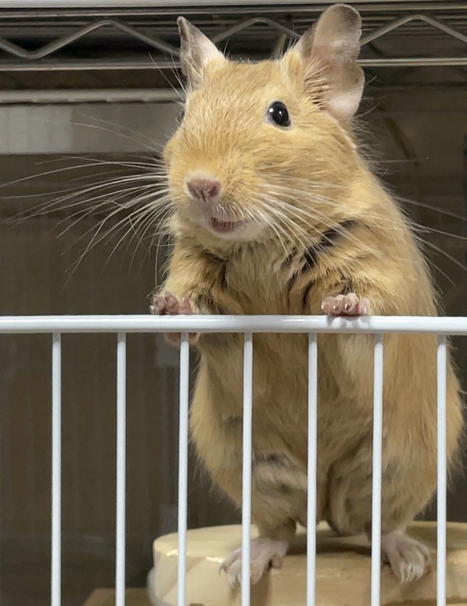 oTFd9eAltT2684's tweet image. 夫とそれぞれの昔話をしてたら、まるで知ってるかのような顔で聞いてた
#デグー