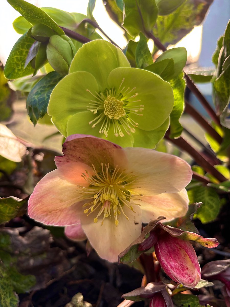 Elaine’s Garden 🪴 tweet media