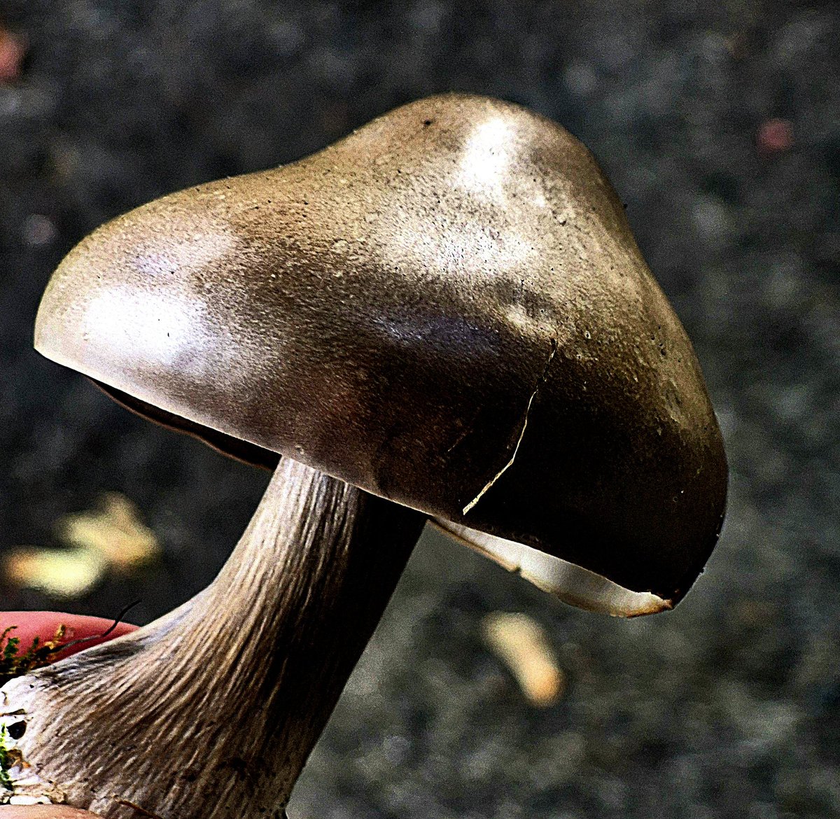 eva_joy1's tweet image. #Fungi #Mushroom