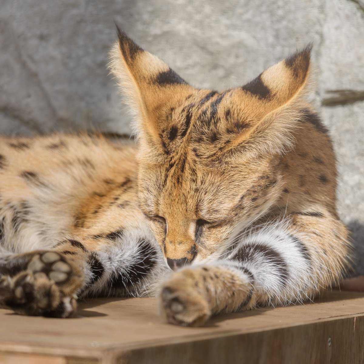 #TLにサーバルのドアップ画像をあげて人々を幸せにしよう計画