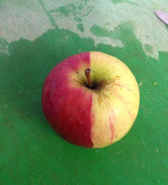 Та нар өмнө нь харж байсан уу? Анх эс нь хуваагдахдаа ийм 2 тал нь 2 өөр сорт болчихдог ийм жимсийг Chimera гэдэг гэнэ. Тэгсэн мөртлөө энэ 2 тал нь өөр2 амттай гэнэ. Хэдэн саяд нэг тохиолддог болохоор азын жимс гэдэг гэнээ. Манайхаар бол азын бууз юмуу даа😅 Сонирхолтой л юм.