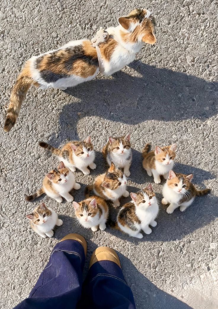 The Pets 𝕏 (@thepetsx) on Twitter photo 