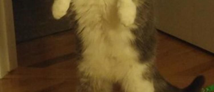 NoCatsNoLife_m's tweet image. Is the image vertical? Try tapping it!!