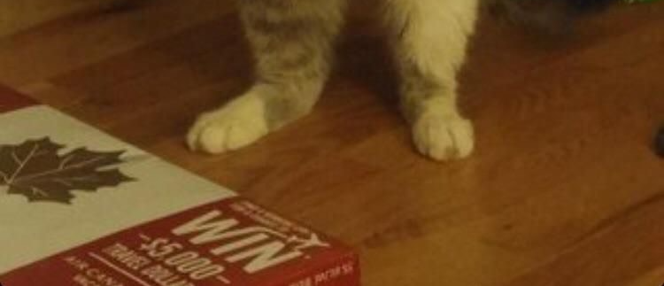 NoCatsNoLife_m's tweet image. Is the image vertical? Try tapping it!!