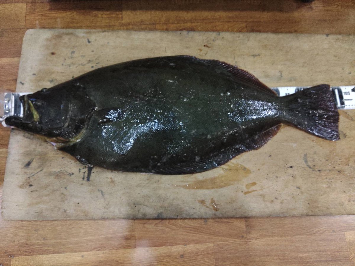toshi6537's tweet photo. 行きつけの釣具屋さんから計測して貰った写真を頂いたので。
ヒラメ101cm11キロ超え。
トレイシー15ストリームライダー。
6代目ビーストの初フィッシュに相応しいモンスターでした。
#トレイシー15
#ストリームライダー
#BlueBlue https://t.co/UBMAttoakE