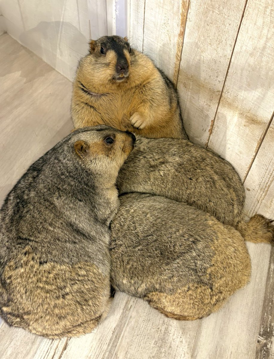 ⭐️ yamaimoです INFINITE(S)(FREE SIZE D.Silver): discord Yohji Yamamoto｜THE SHOP