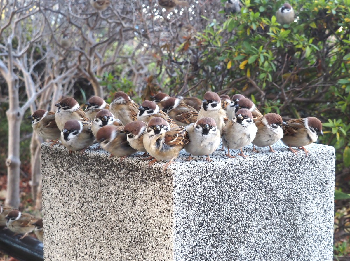 chunchu0803's tweet image. 強風の中、頑張ってた！

#すずめ坂46 
#すずめ #sparrow 
#ちゅん活 #野鳥写真
