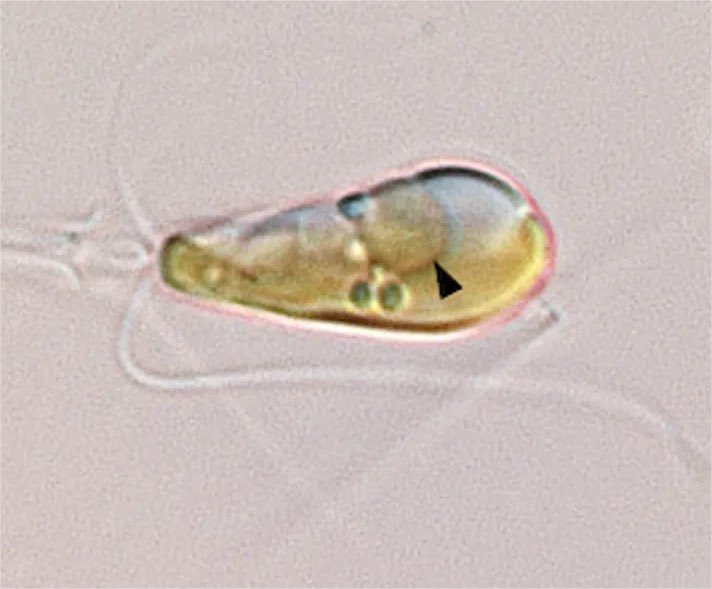 Dünya’ya bitkileri kazandıran, çağda bir gerçekleşen olay yeniden yaşandı.

Bir ökaryotik hücrede ilk kez azot bağlayan bir organelin varlığı doğrulandı.

iflscience.com/the-once-in-an…