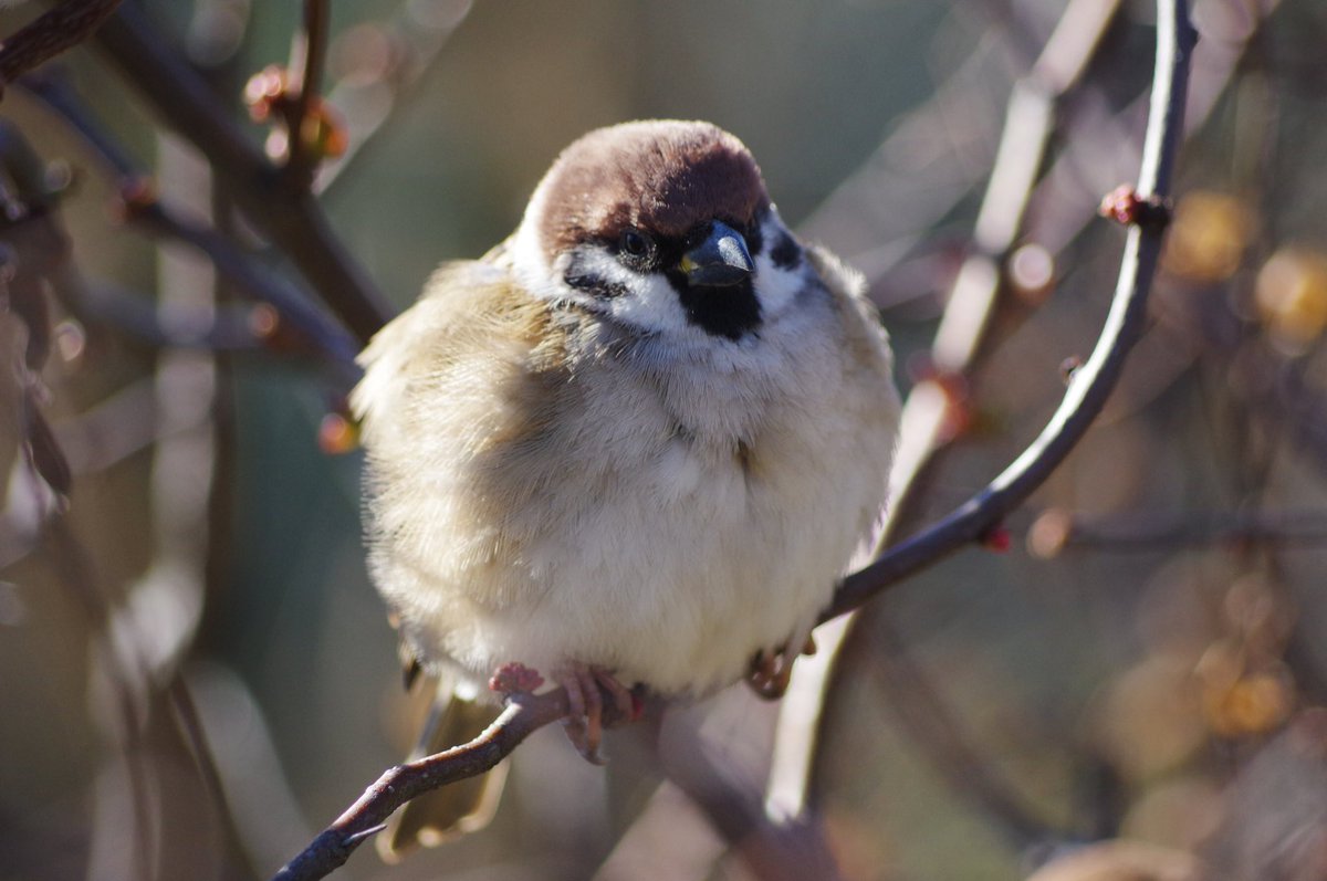 aerial2009's tweet photo. 見事なまんまるふくら雀だ

#雀 #スズメ #すずめ #sparrow #鳥 #小鳥 #野鳥 #ちゅん活 #スズメ写真集 #bird https://t.co/ttQVmQrg0z