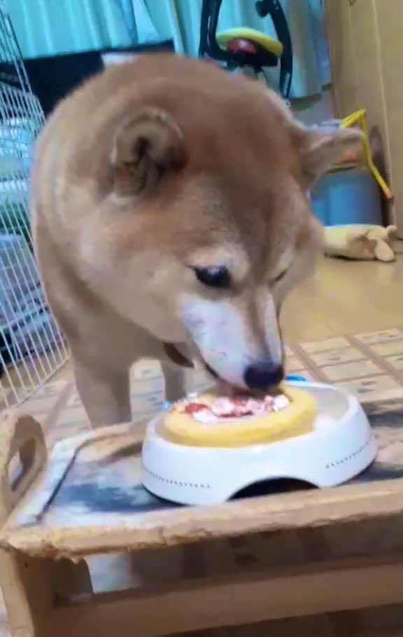 inutsukq's tweet photo. 家族からつくねの5歳お祝いの動画と写真送られてきた https://t.co/UEdPmzcILO
