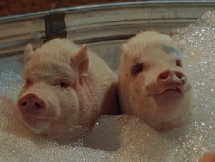 🚨🇺🇸BREAKING

In a recent interview Mamdani said “Hey men” while referring to pigs 😭😭😭😭 

Is this a sign of early onset dementia?