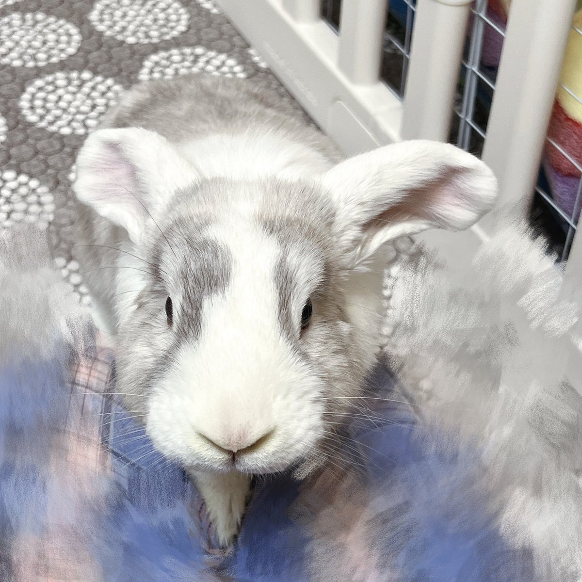 @𝕄𝕚𝕝𝕜𝔸𝕣𝕔𝕙𝕚𝕧𝕖🐰 tweet media