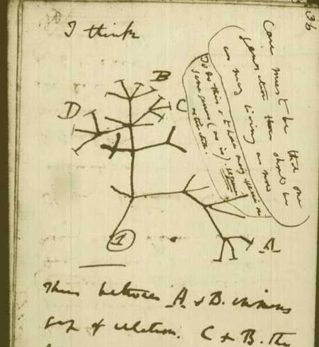 botrythis's tweet image. darwin writing "i think" on the tree of life just in case he was wrong