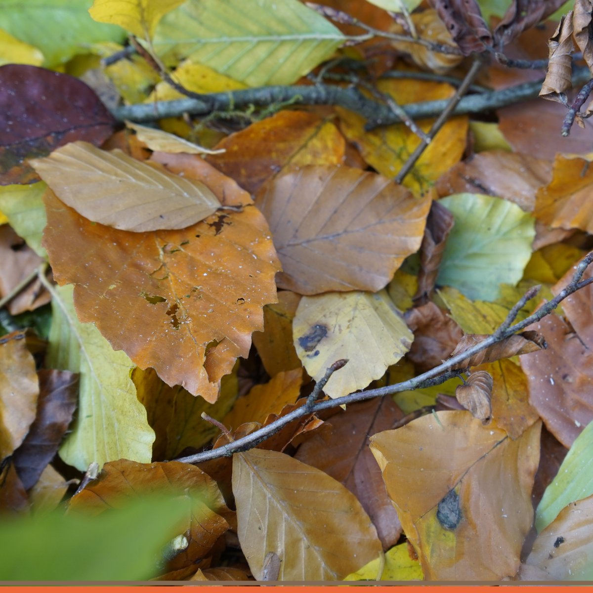 Dave Ford Tree Care tweet media