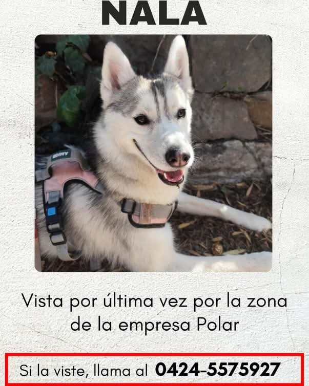 Se busca en Acarigua estado Portuguesa