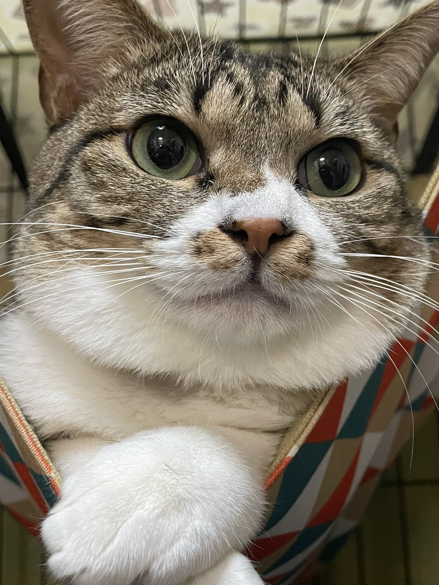 この顔がツボすぎてゲラゲラ笑いながら撮ってた がちかわいい