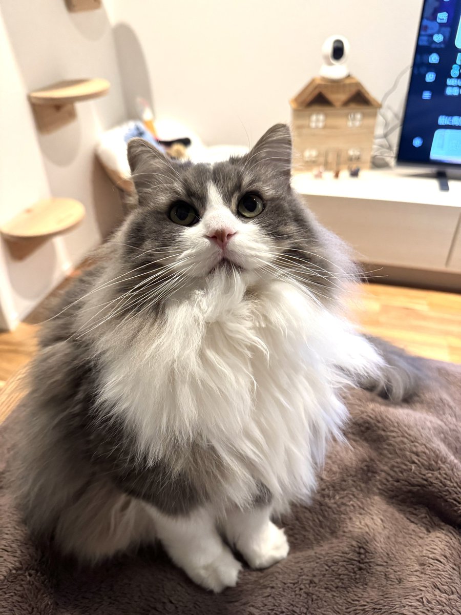 ねこすいページ 週休8日の猫吸い (@8VA64ArRkX7nOHE) / Posts / X