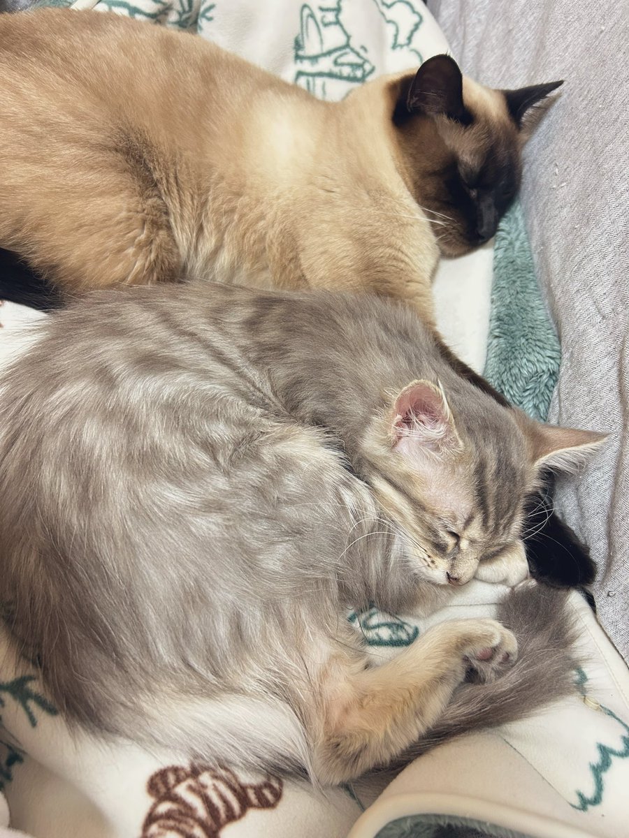 何がなんでも一緒に寝たい新入り🐱ྀི