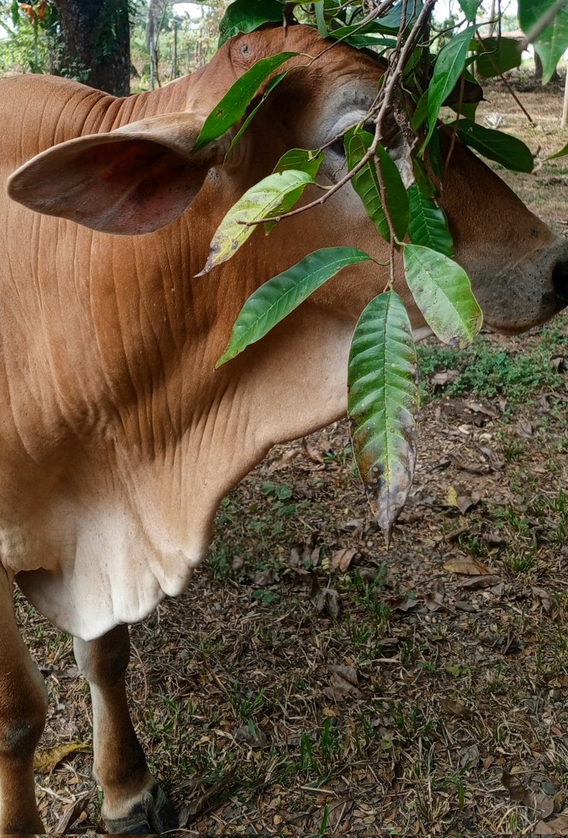 MGGR66's tweet image. #10enero  La verdad es que a pesar de las dificultades insuperables, todos nosotros siempre esperamos que algo extraordinario suceda.
   Que sea un fantástico sábado para todos. 🙏🏻💚🌿🐮