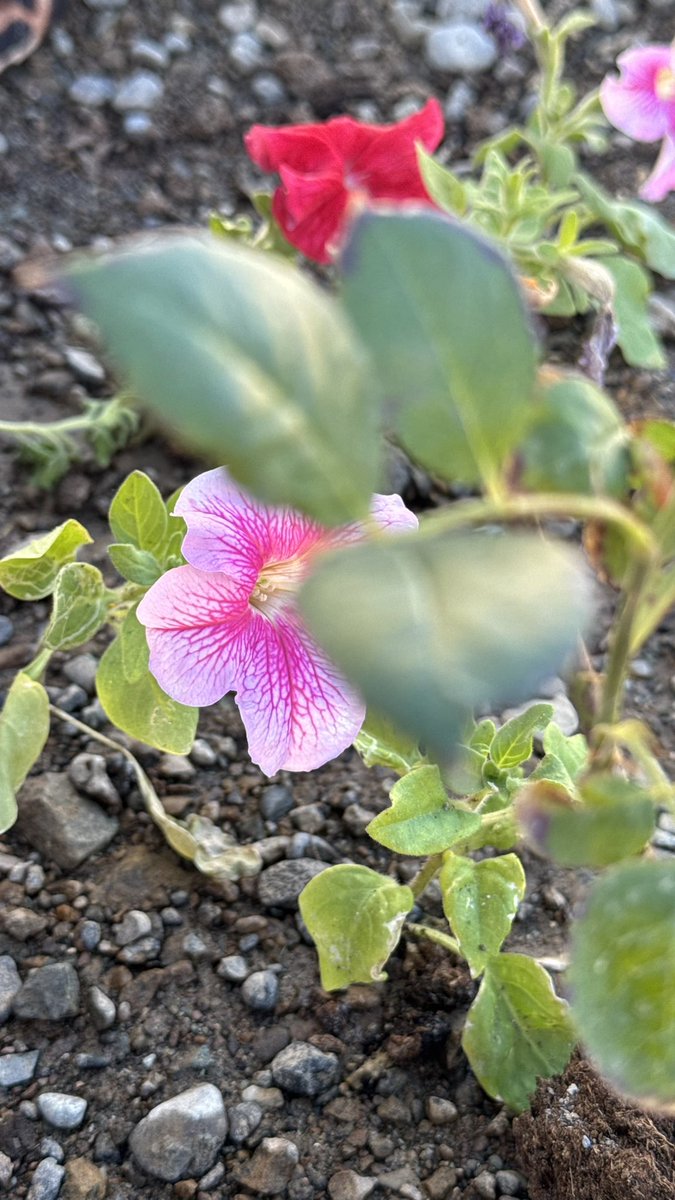 عسّــى المسّرات و الأفراح 
تصافــح  دروبنــا  دائِمـــاً 
                       ❣️