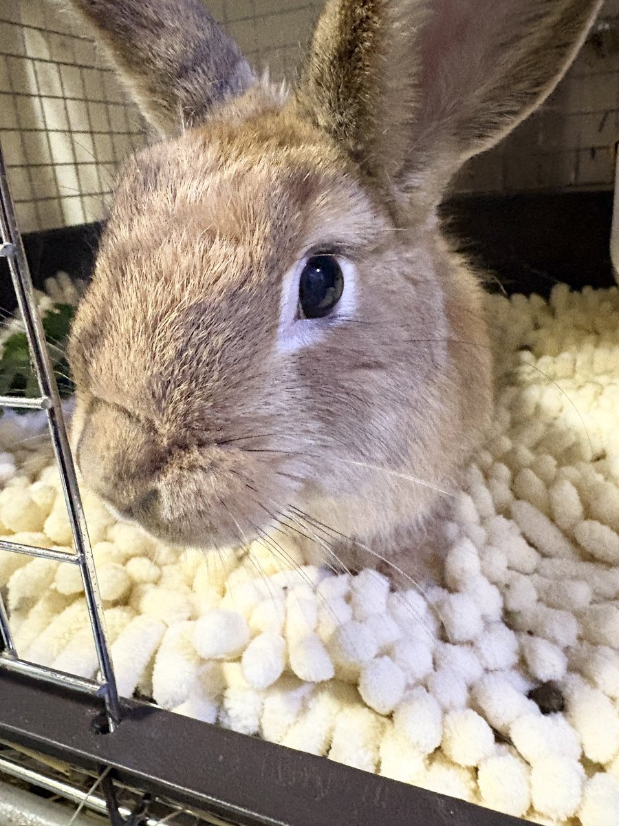 U (@babyboybunny) / Posts / X