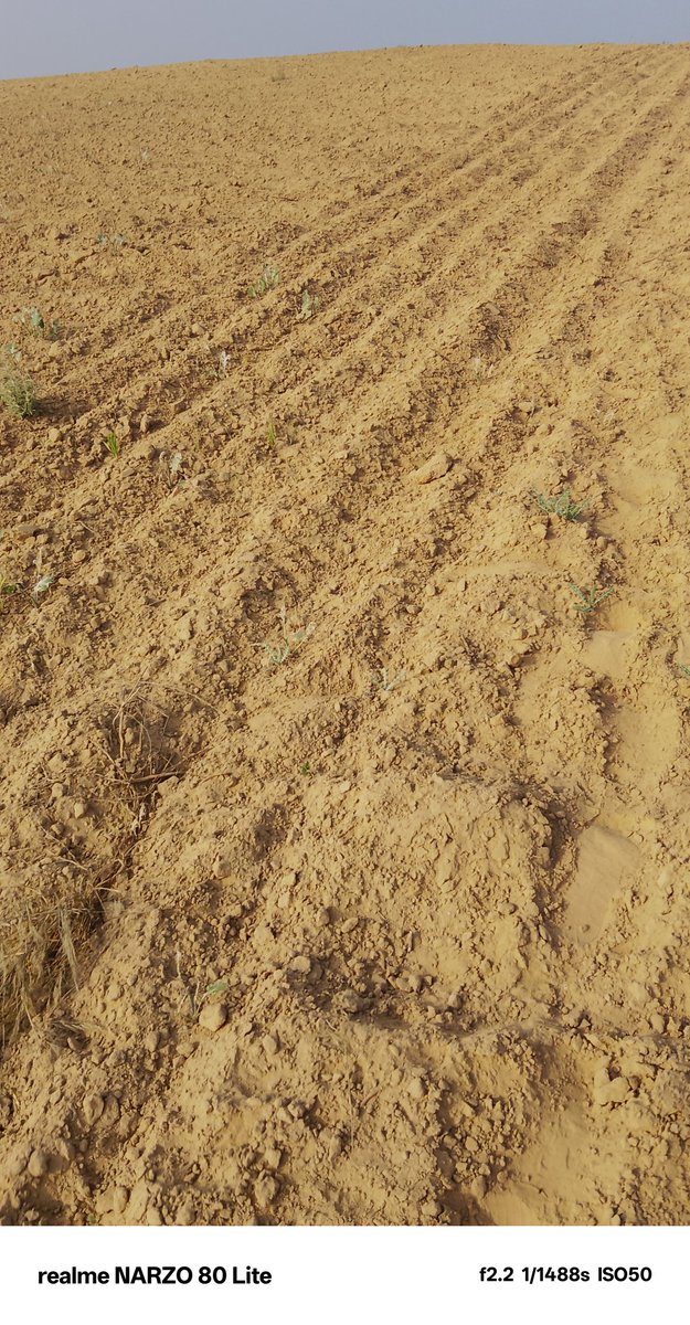 बिना बरसात चना गो खेत खाली हो गयो 😭 अब तो #4th_grade पर ही आस है #AlokrajRSSB #RSSB