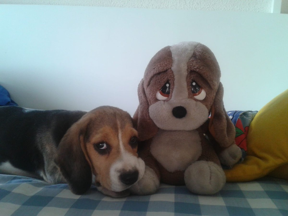 Í Ñ I G O tweet media