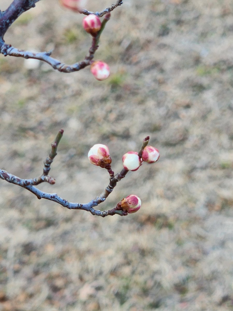 5488aaa's tweet image. 날씨는  추워진다는데
매화가  
살포시
꽃멍울을..