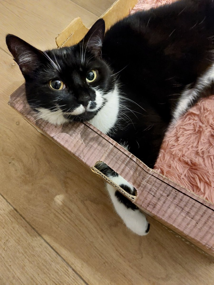 Happy #Caturday by Lumi 🐈‍⬛