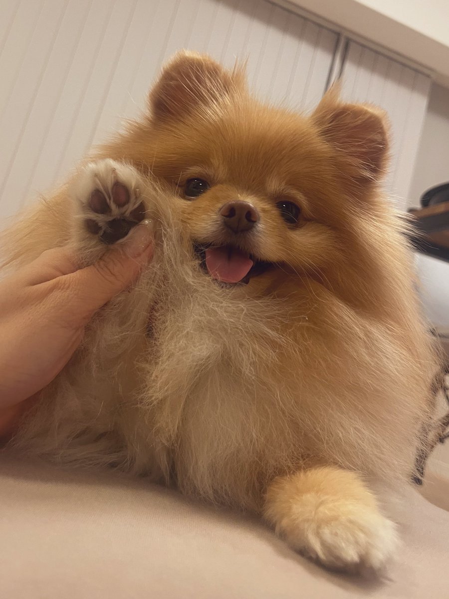 こむぎページ こむぎ