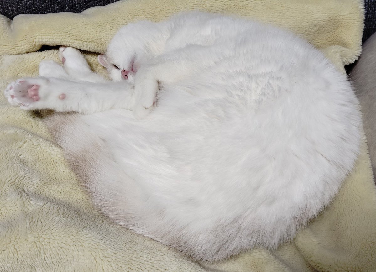 ふくちゃんページ 福ちゃん (@fukuchanwhite) on X