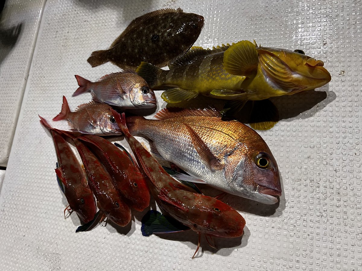 kajinaofishing's tweet image. SeagullQueenで初釣りしてきた！

色々落としてみたけど、タイラバが好調でした

改めて、タイラバやSLJでしなやかさと粘り強さを備えたサビオはかなり使いやすく愛用してます

不意の青物に対応する器の深さがあるロッドです

（不意の青物が掛かる運は持ち合わせてない）

#INXlabel
#tresSABIO
#PR