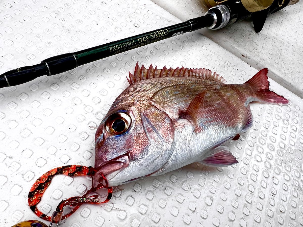 kajinaofishing's tweet image. SeagullQueenで初釣りしてきた！

色々落としてみたけど、タイラバが好調でした

改めて、タイラバやSLJでしなやかさと粘り強さを備えたサビオはかなり使いやすく愛用してます

不意の青物に対応する器の深さがあるロッドです

（不意の青物が掛かる運は持ち合わせてない）

#INXlabel
#tresSABIO
#PR