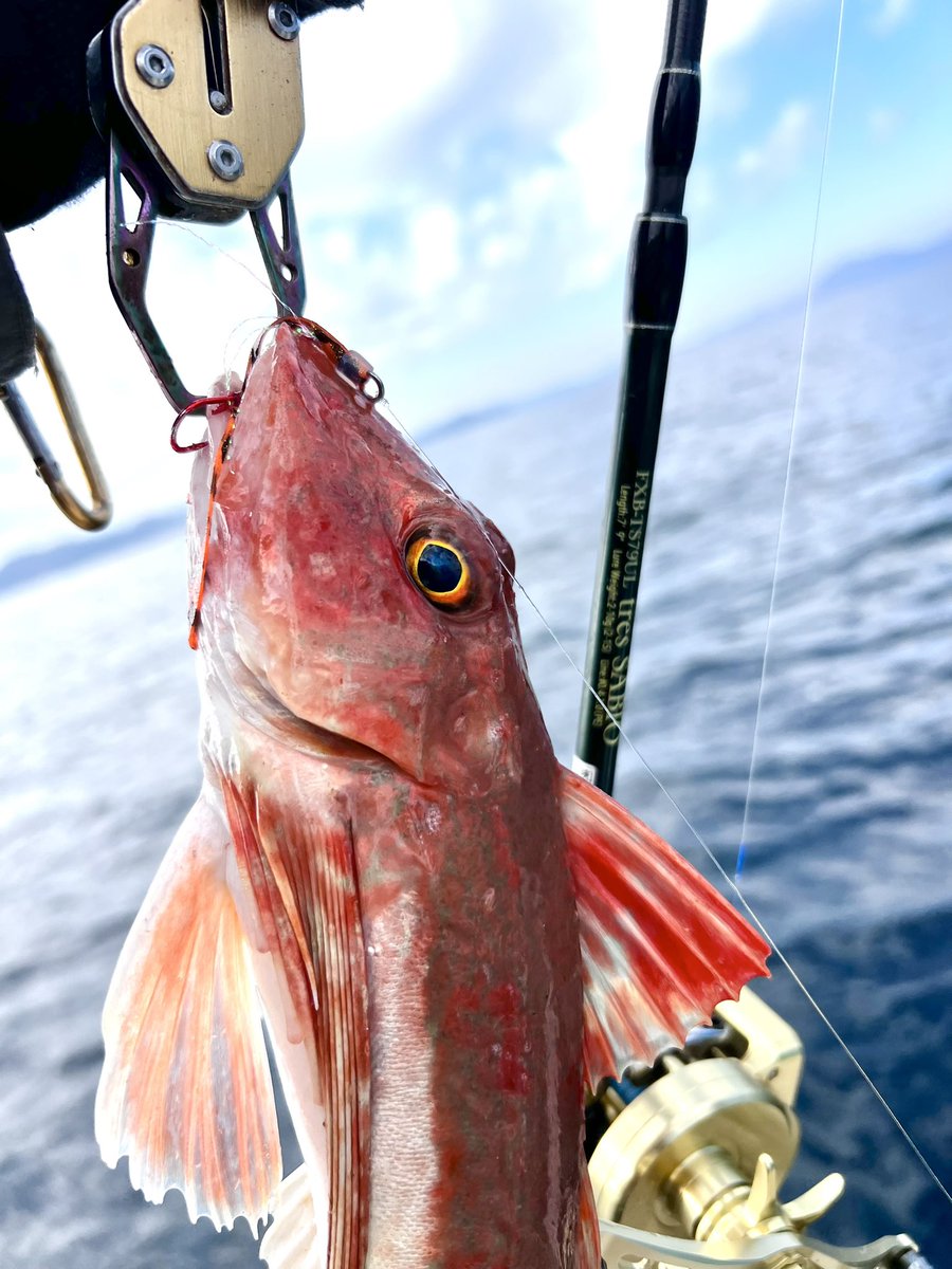 kajinaofishing's tweet image. SeagullQueenで初釣りしてきた！

色々落としてみたけど、タイラバが好調でした

改めて、タイラバやSLJでしなやかさと粘り強さを備えたサビオはかなり使いやすく愛用してます

不意の青物に対応する器の深さがあるロッドです

（不意の青物が掛かる運は持ち合わせてない）

#INXlabel
#tresSABIO
#PR