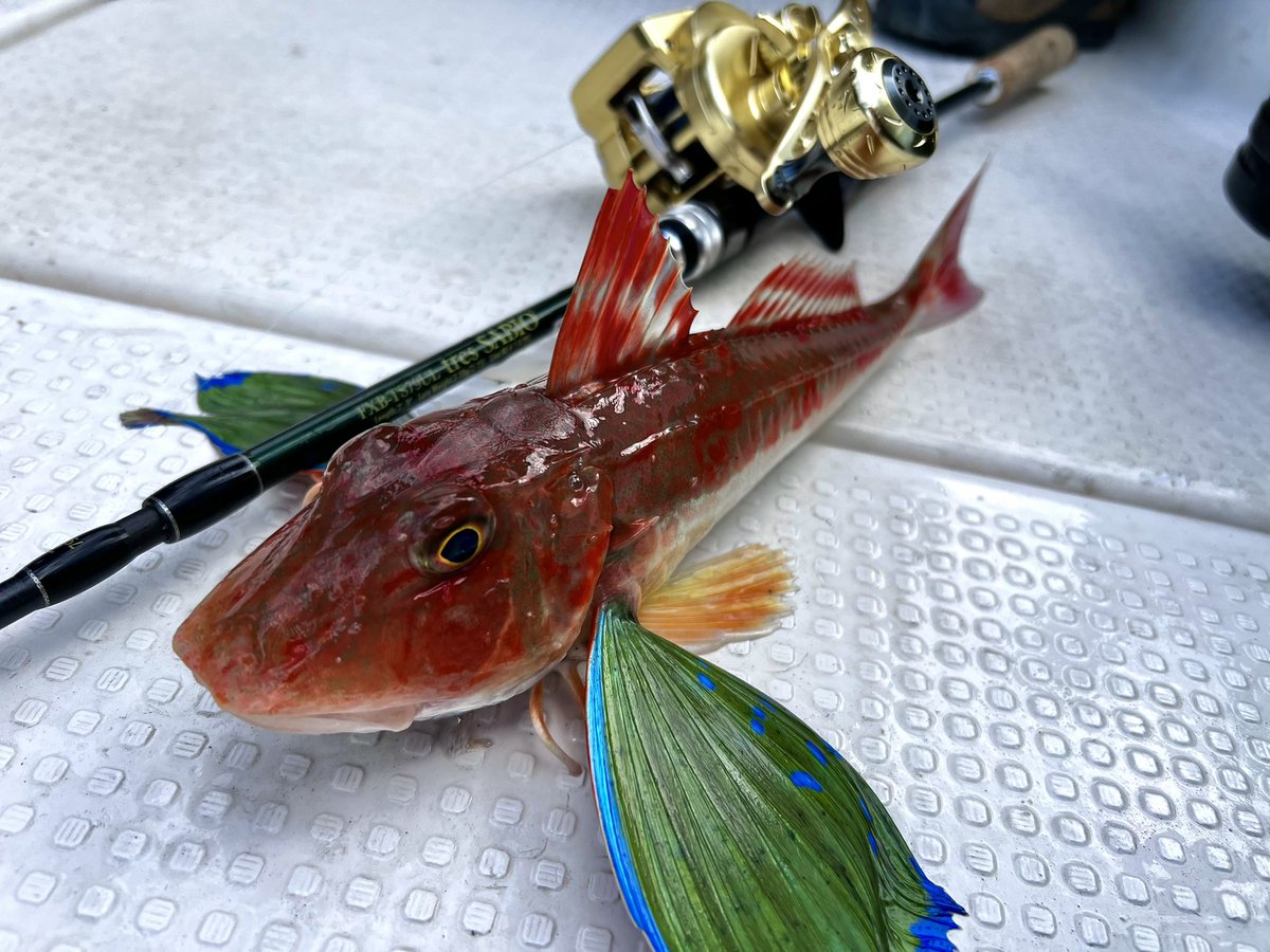 kajinaofishing's tweet image. SeagullQueenで初釣りしてきた！

色々落としてみたけど、タイラバが好調でした

改めて、タイラバやSLJでしなやかさと粘り強さを備えたサビオはかなり使いやすく愛用してます

不意の青物に対応する器の深さがあるロッドです

（不意の青物が掛かる運は持ち合わせてない）

#INXlabel
#tresSABIO
#PR