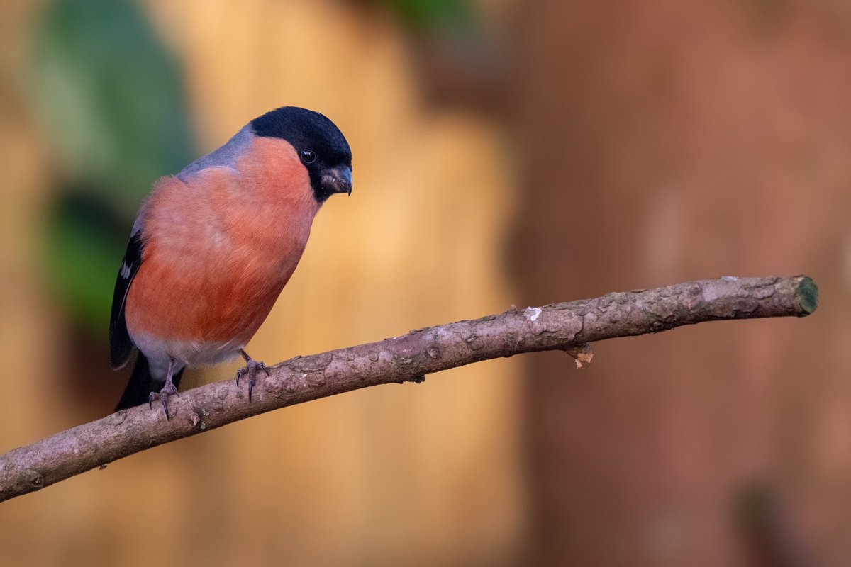 craig1979Smith's tweet photo. An hour photographing in the garden this morning. Stunning male Bullfinch @BBCSpringwatch @RSPBEngland @Natures_Voice @RSPBbirders @_BTO #bullfinch #gardenbirds https://t.co/elt8Keez8f