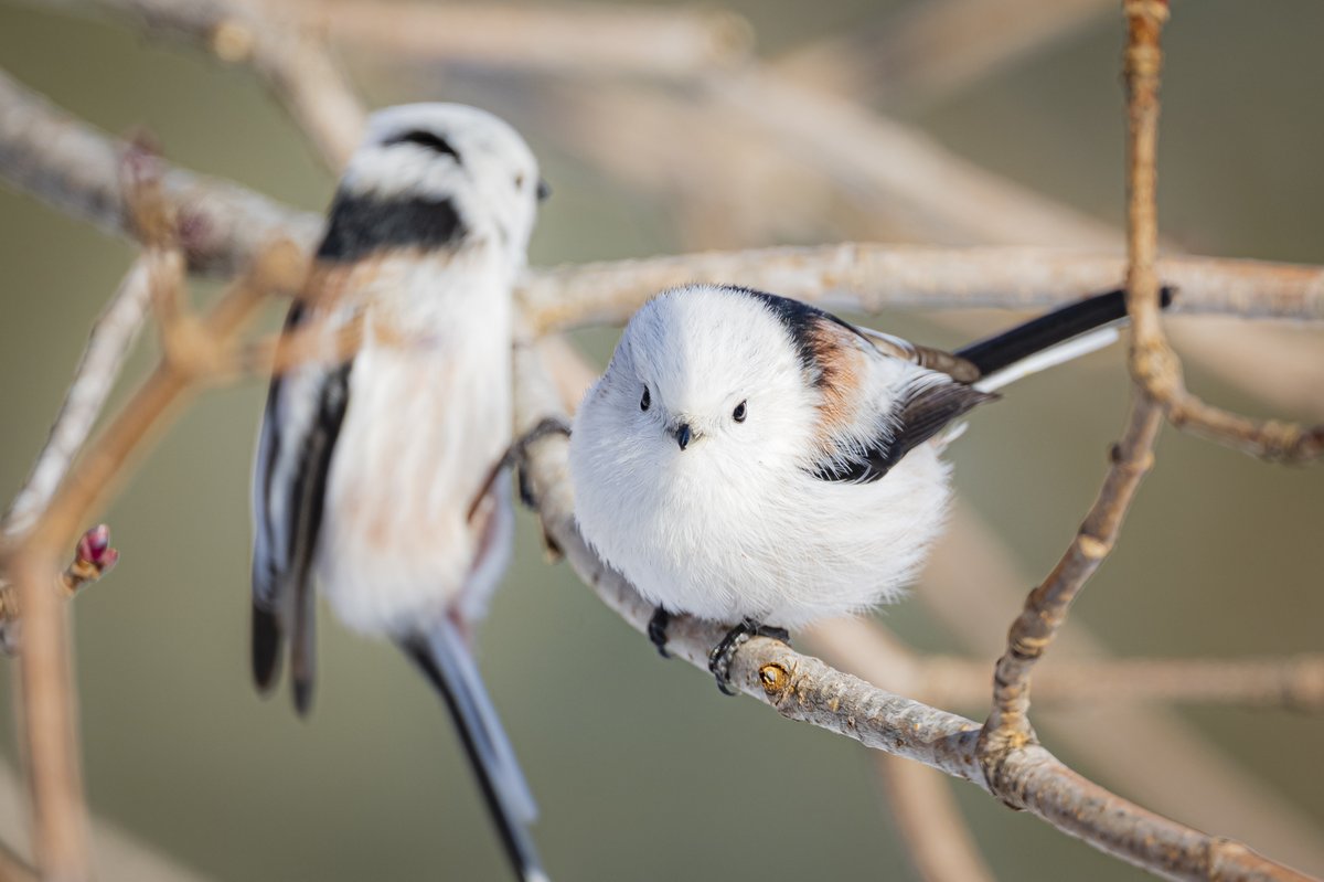 シマエナガ まん丸なシマエナガの後ろに懸垂するシマエナガ Z9+Z 600mm f/4 TC
