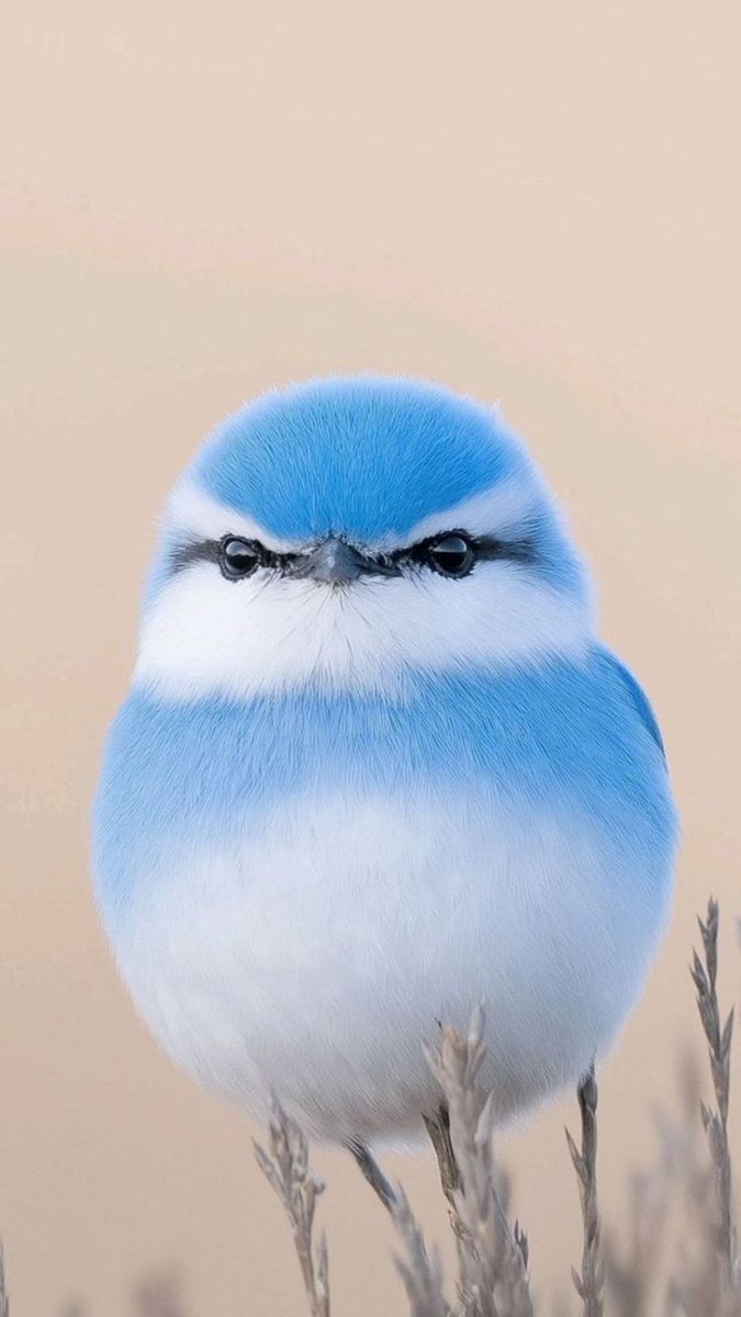 Birds Colour 🕊️ tweet media