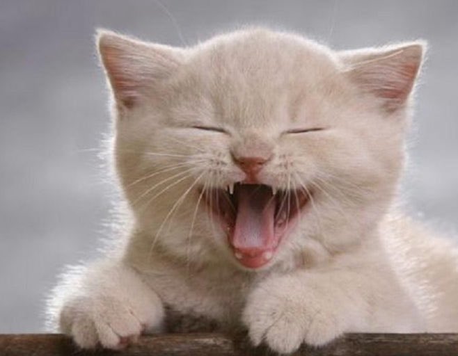 patching_KYU's tweet image. 냐앙-소리 들려요