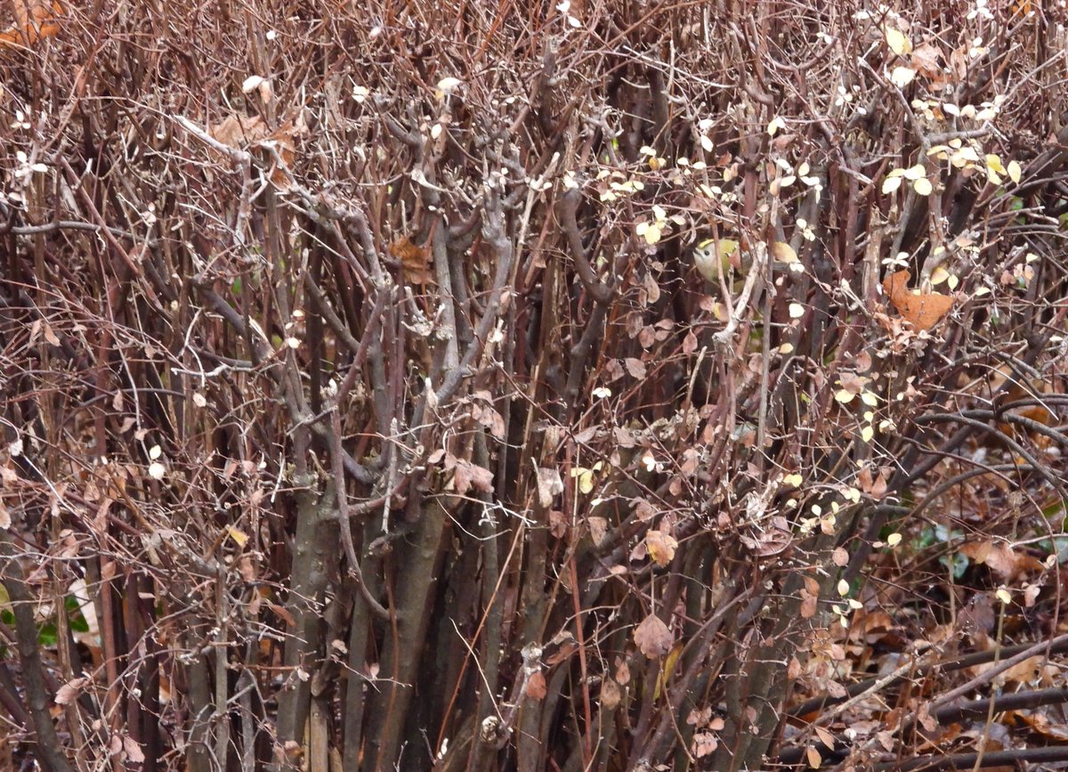 anbei ein suchbild: wo ist das vögelchen (und was ist es?)